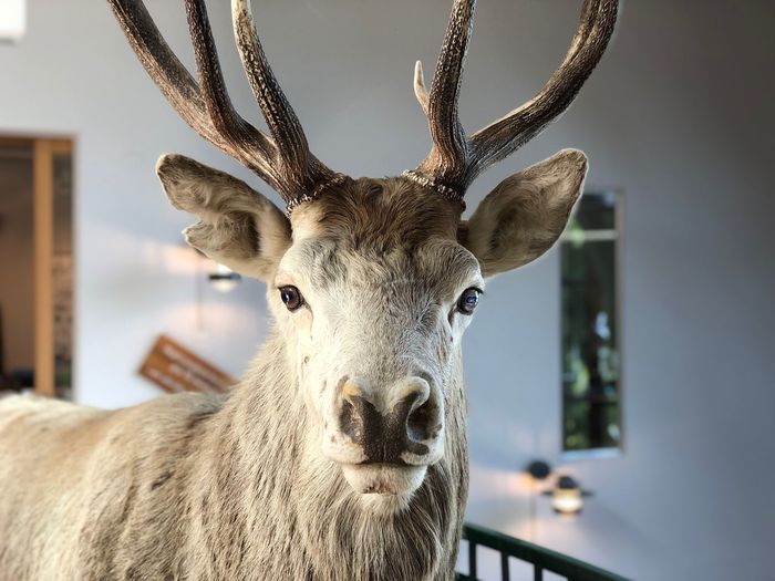 Portrait of deer