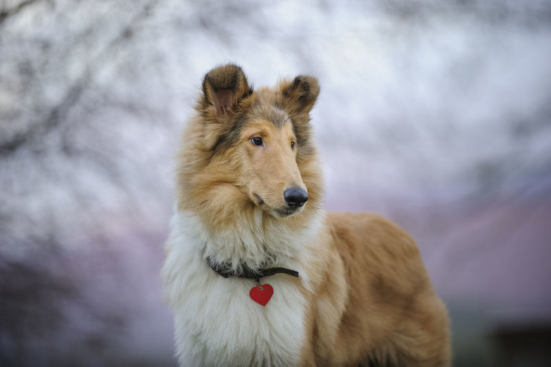 Close-up of contemplative collie dog