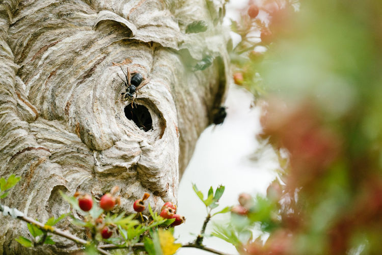 Closeup photo of a bee entering a hive
