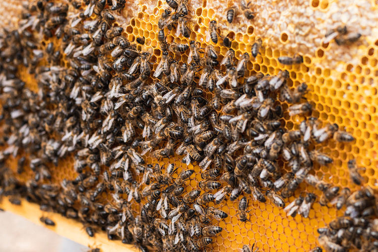 Top view closeup of many bees sitting on honeycomb in apiary in countryside