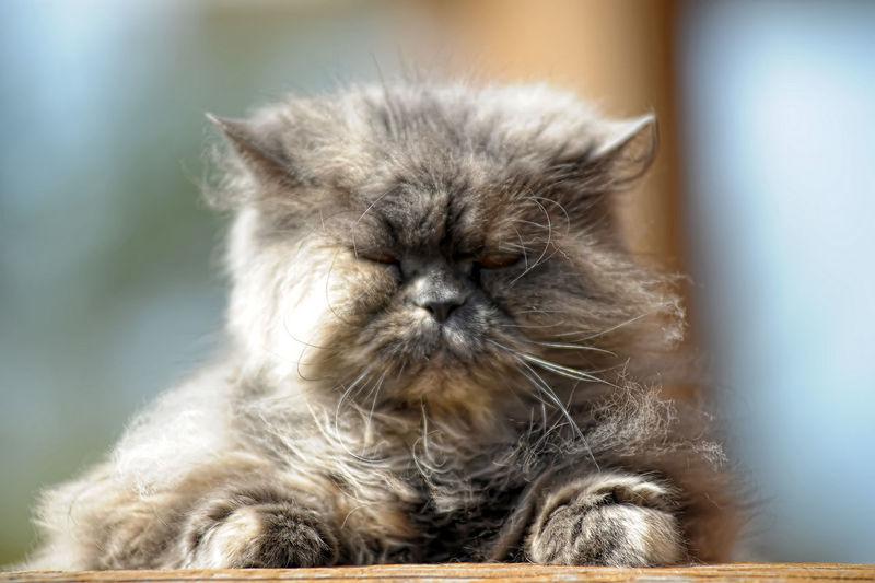 Close-up of a cat
