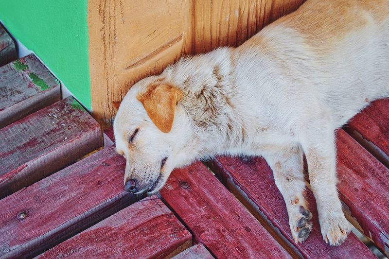 High angle view of a dog sleeping