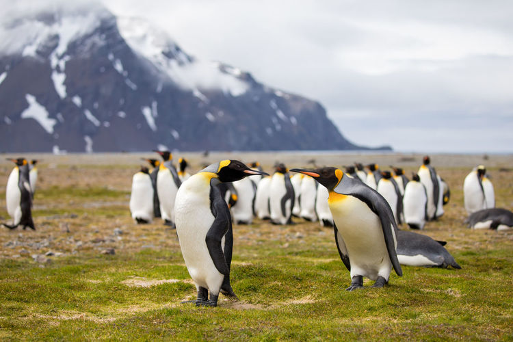 Penguins on field against snowcapped mountains