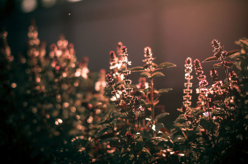 Close-up of illuminated flowering plants at night