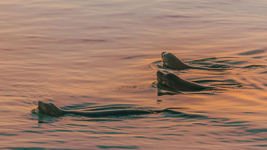 High angle view of seals in water