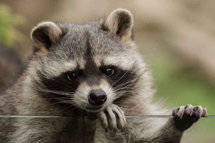 Close-up portrait of raccoon