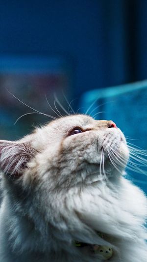 Close-up of a cat