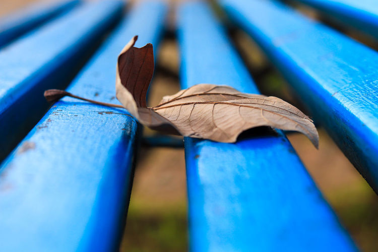 Blue wooden bench with a dry leaf in a garden