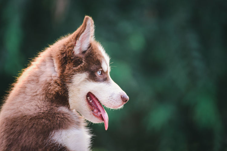 Close-up of dog looking away