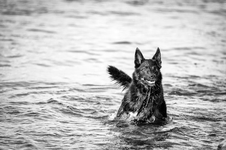 Portrait of dog swimming in sea