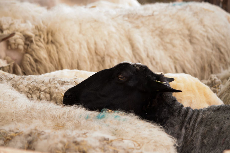 Close-up of black sheep