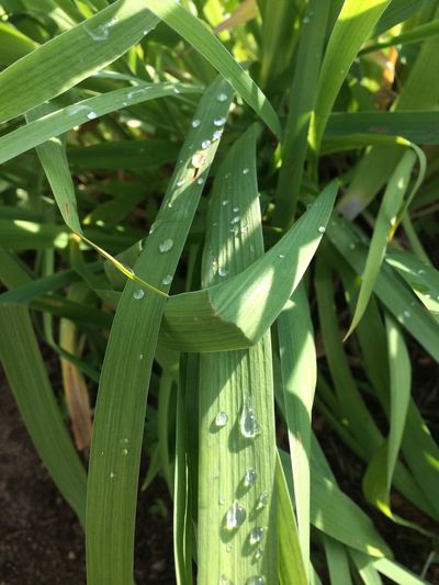 Close-up of wet plants