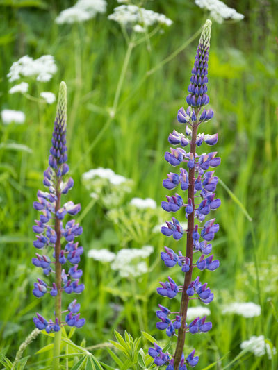 Close-up of purple flowering plants on field