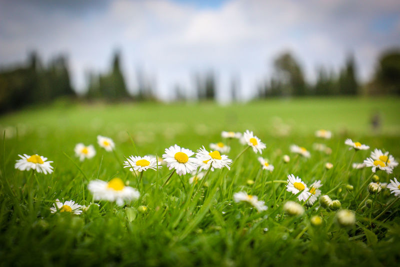 Close-up of daisies growing on land