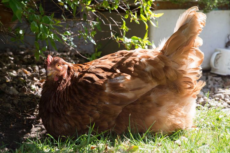 Close-up of rooster on field