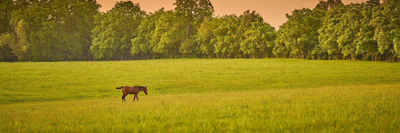 Horse walking across a field at sunset.