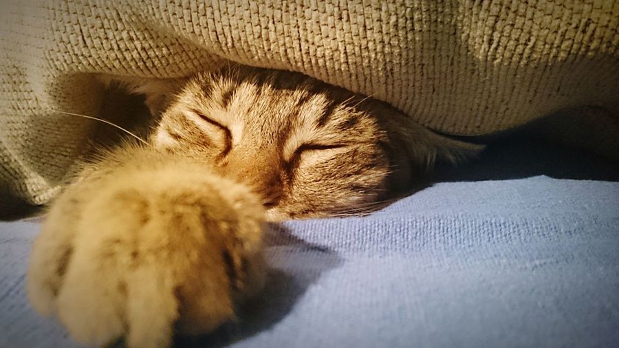 Close-up of cat sleeping