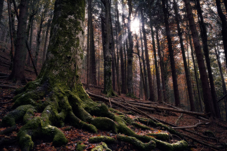 Trees in forest against sky