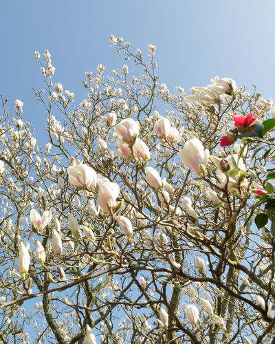 Low angle view of flowering plant against clear sky