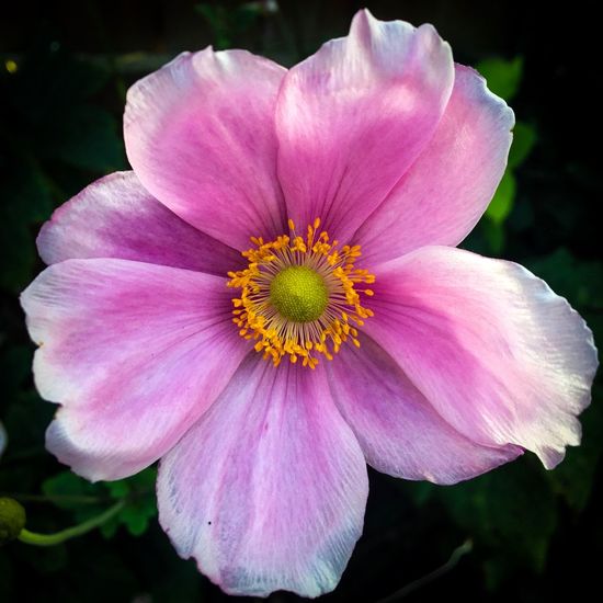 Close-up of pink flower blooming outdoors