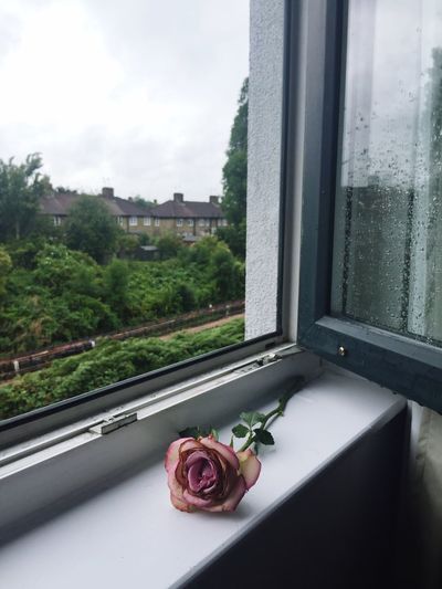 Close-up of rose on window sill