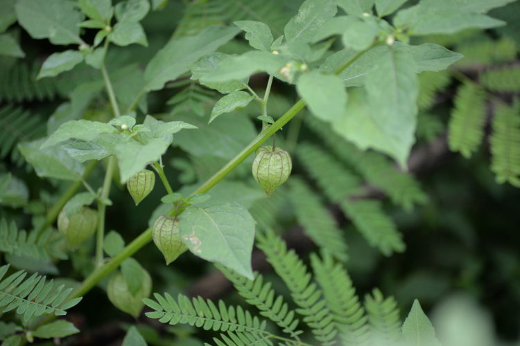 Close-up of fresh green plant