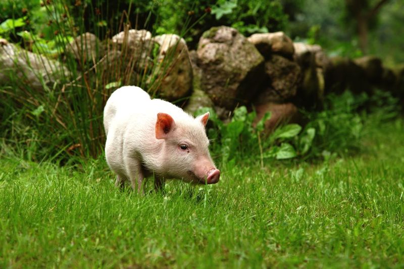 Piglet grazing on grassy field