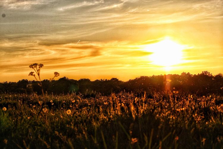 Crops growing on field against sky during sunset