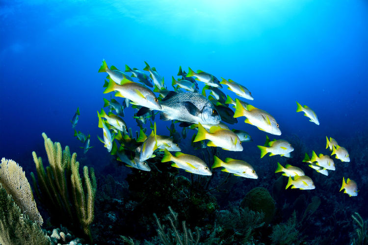 School of yellow fish swimming in sea