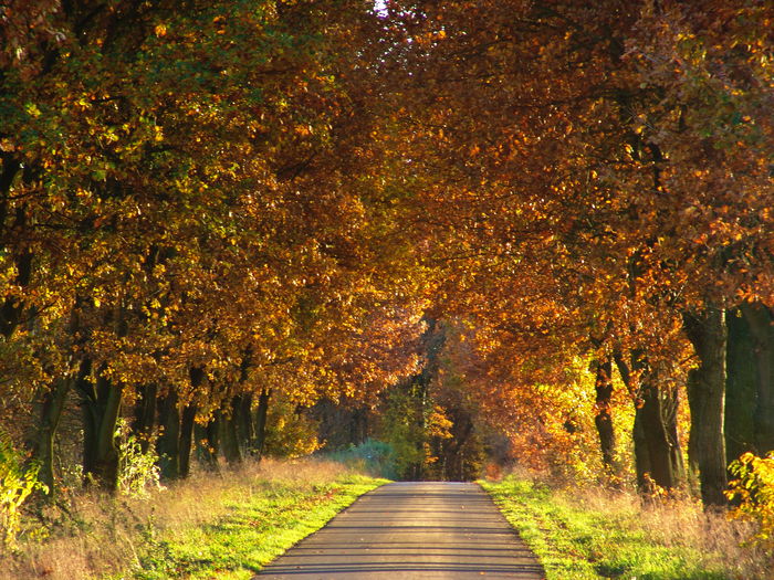 Road amidst trees during autumn