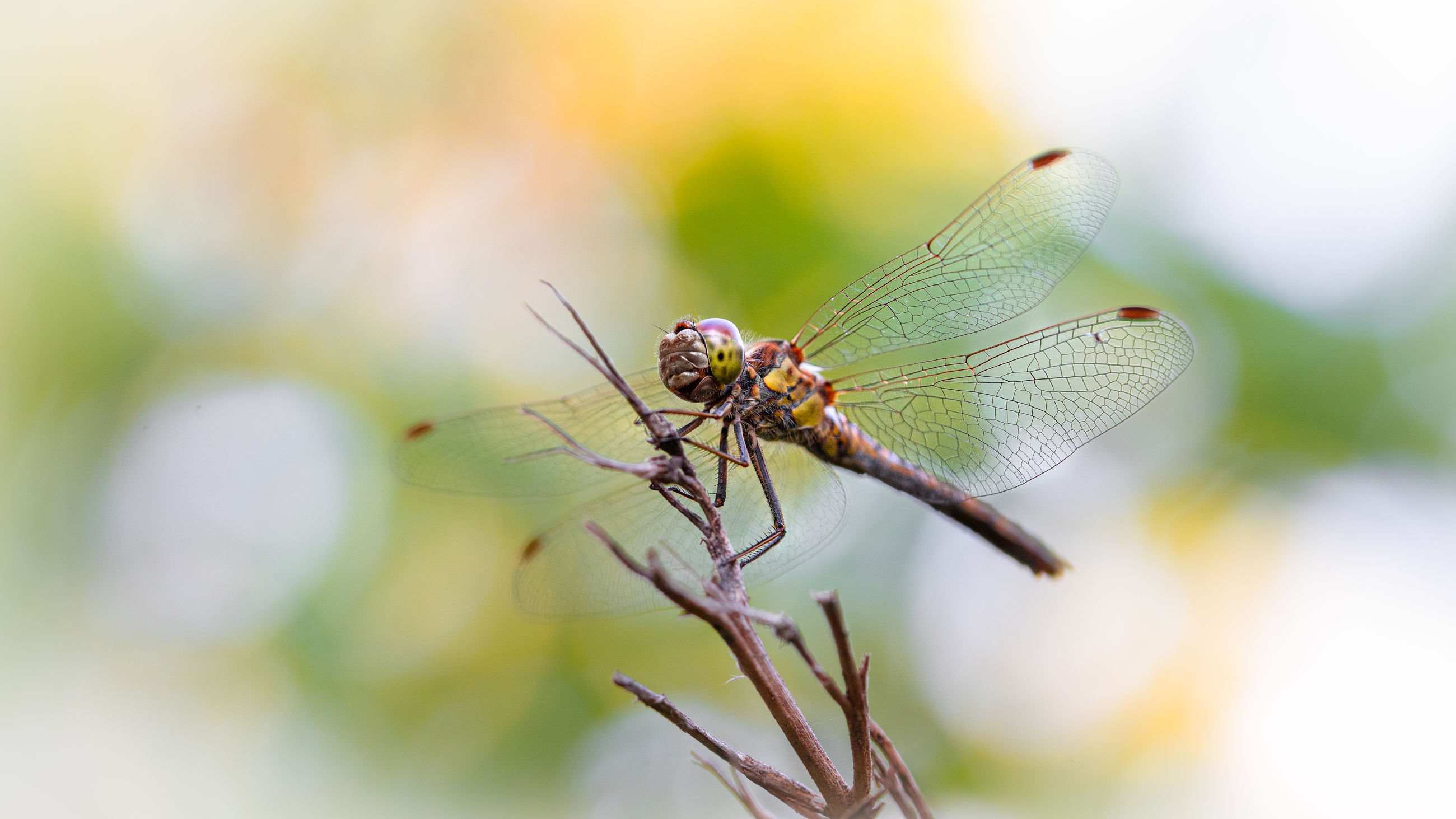 insect, invertebrate, close-up, animal wildlife, animals in the wild, animal, animal themes, focus on foreground, plant, animal wing, selective focus, one animal, nature, day, no people, outdoors, zoology, green color, beauty in nature, growth