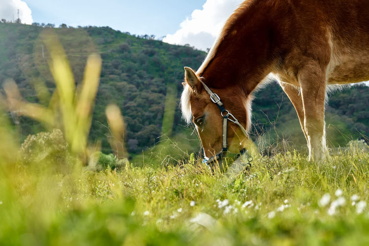 Closeup side view of beautiful brown horse eating grass and hay in meadow.