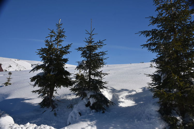 Trees on snow covered mountain against blue sky