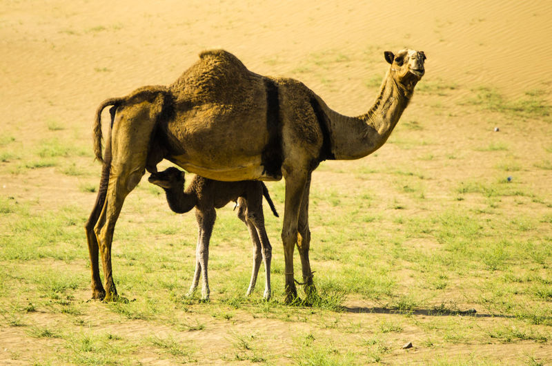 Camel and baby camel