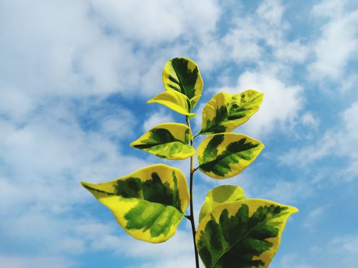 Low angle view of yellow plant against sky