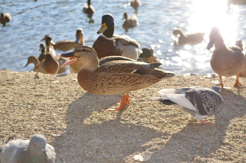 Flock of ducks at lakeshore