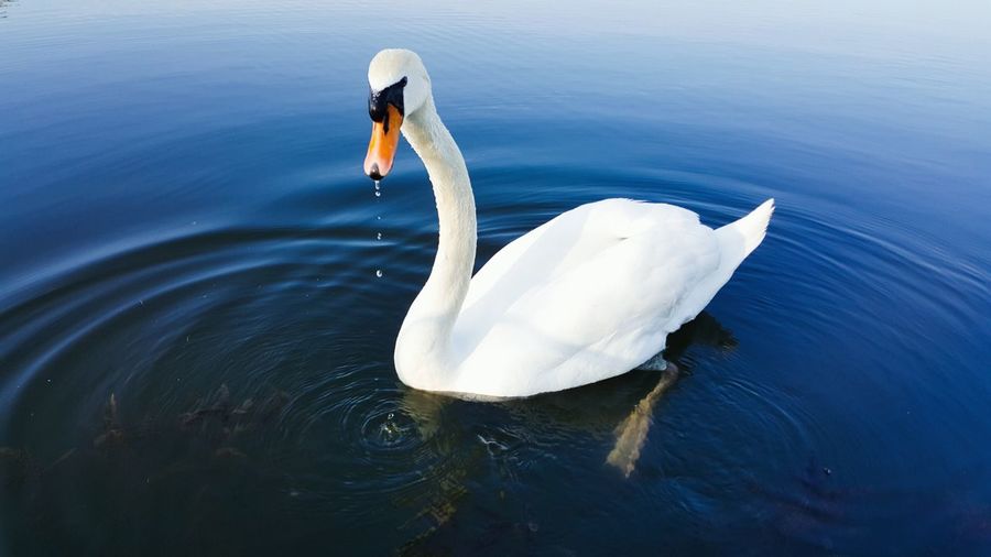Close-up of swan floating on lake