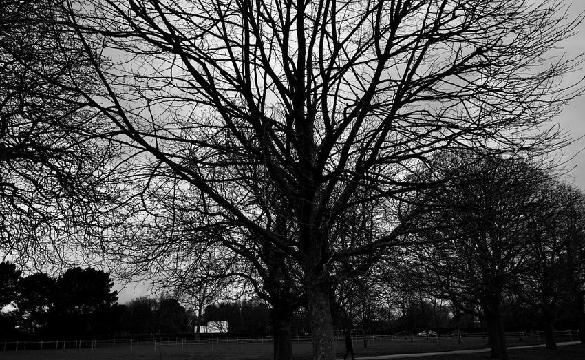 Silhouette bare trees on field against sky