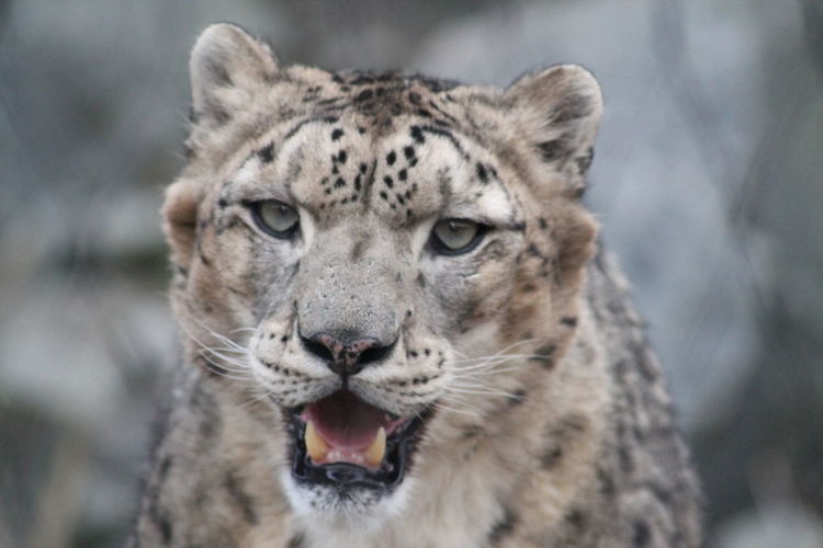 Close-up portrait of a snow leopard