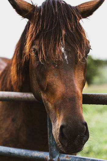 Close-up portrait of horse in ranch