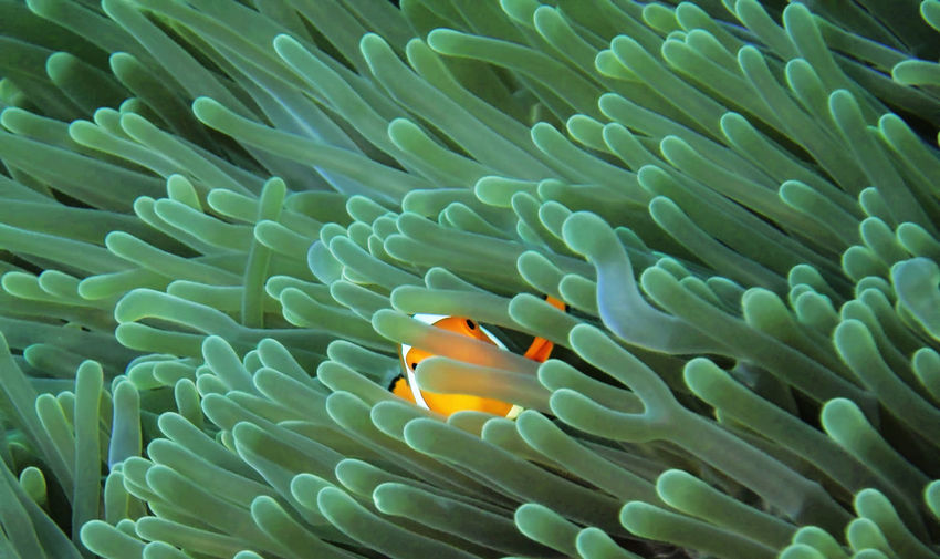 Close-up of fish in coral reef