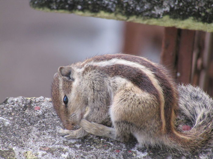 Close-up of squirrel on terrace
