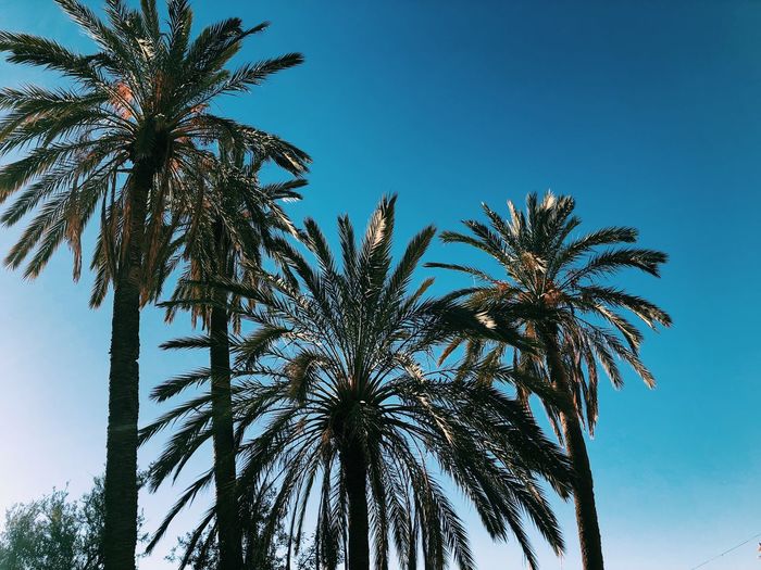 Low angle view of palm trees against clear blue sky