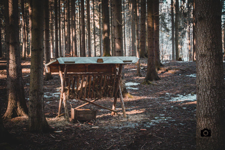 Wooden chairs and table in forest