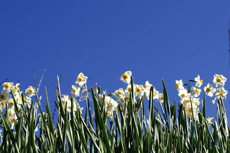 Close-up of flowering plants on field against clear blue sky