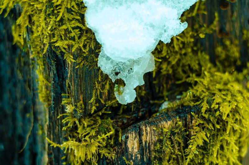 Close-up of frozen tree trunk