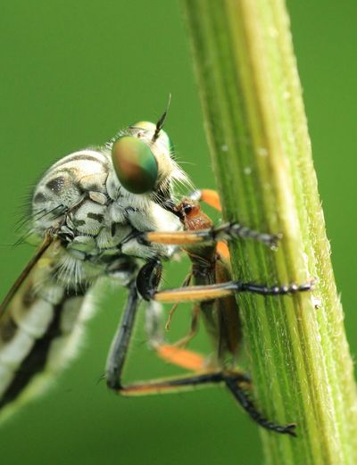 Close-up of dragonfly hunting insect on plant