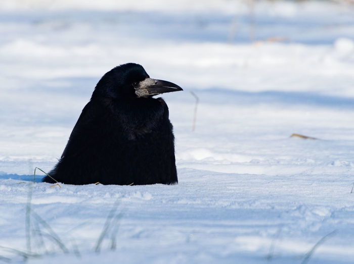 Black bird on a snow. the rook corvus frugilegus covered in snow