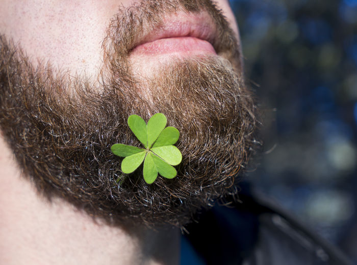 Midsection of man with clover leaf on beard