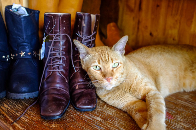 Portrait of cat